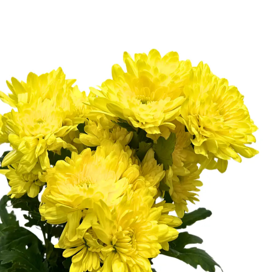 chrysanthemum pom pom yellow