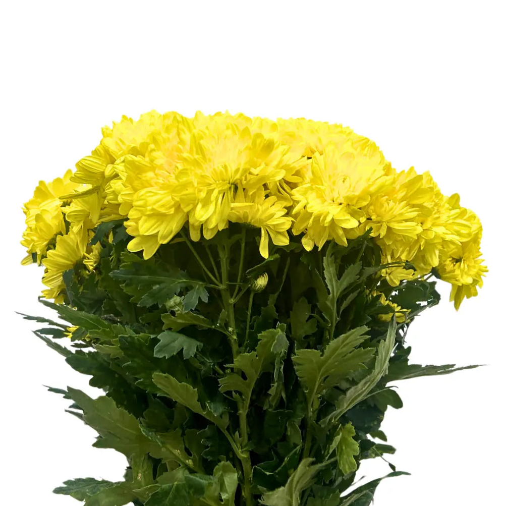 chrysanthemum pom pom yellow