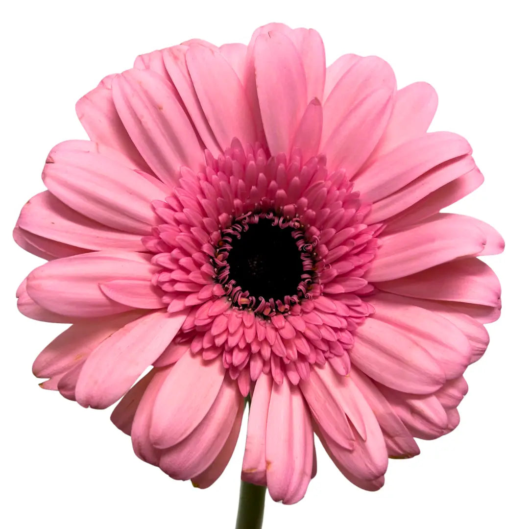 gerbera soft pink