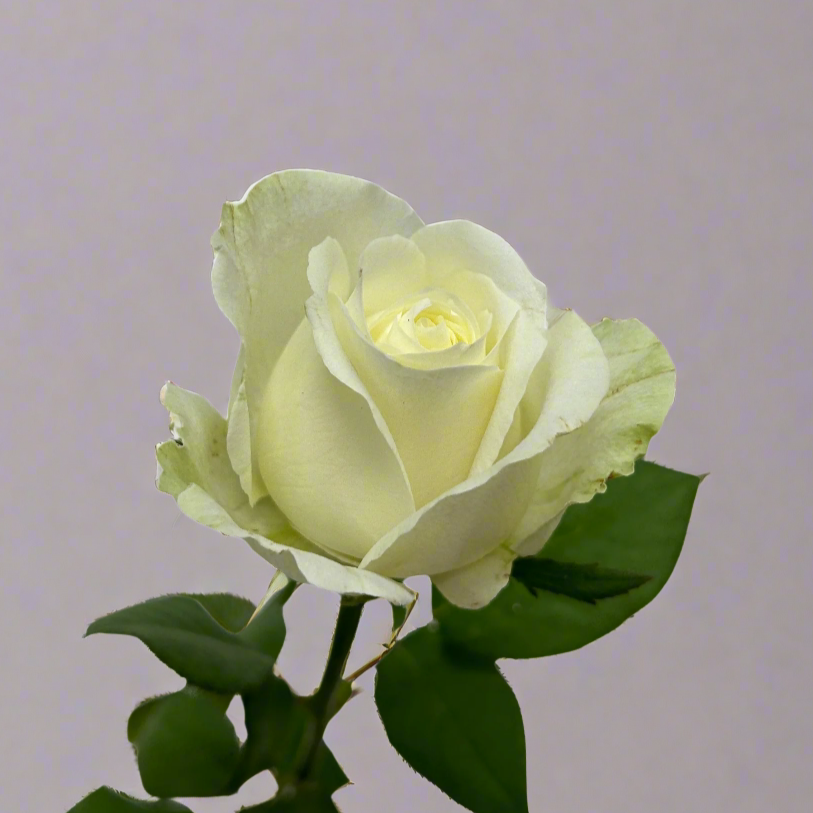 Fresh Rose White Malaysia – Wholesale & Delivery