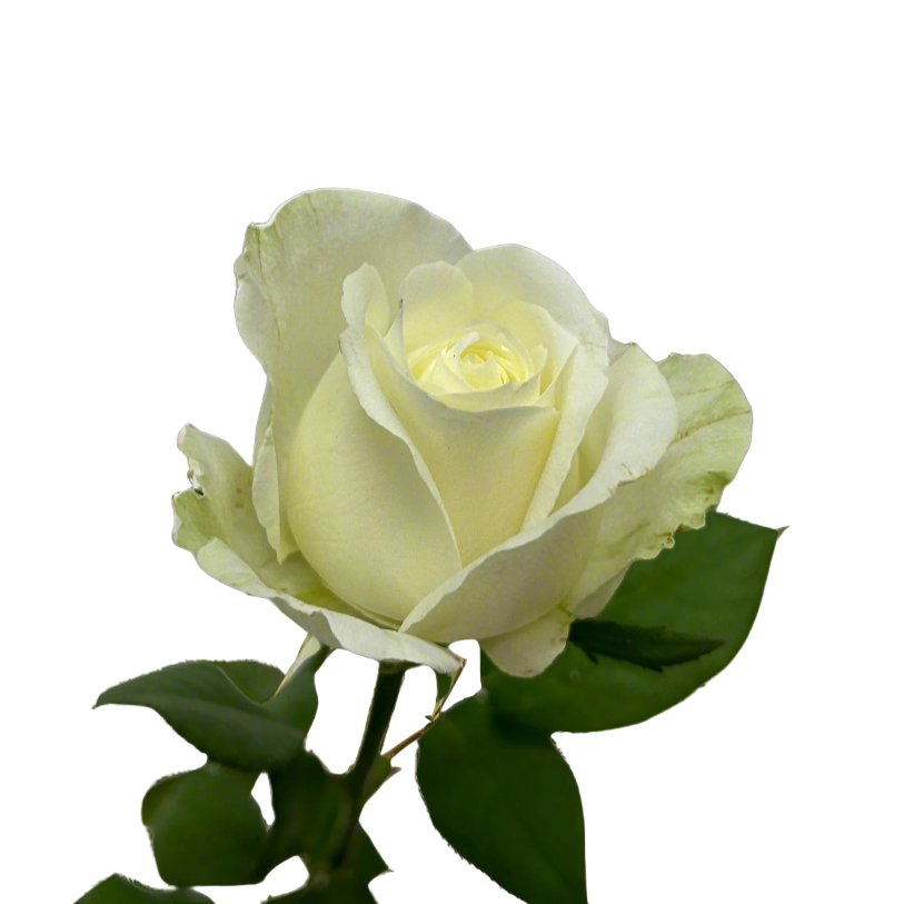 Fresh Rose White Malaysia – Wholesale & Delivery