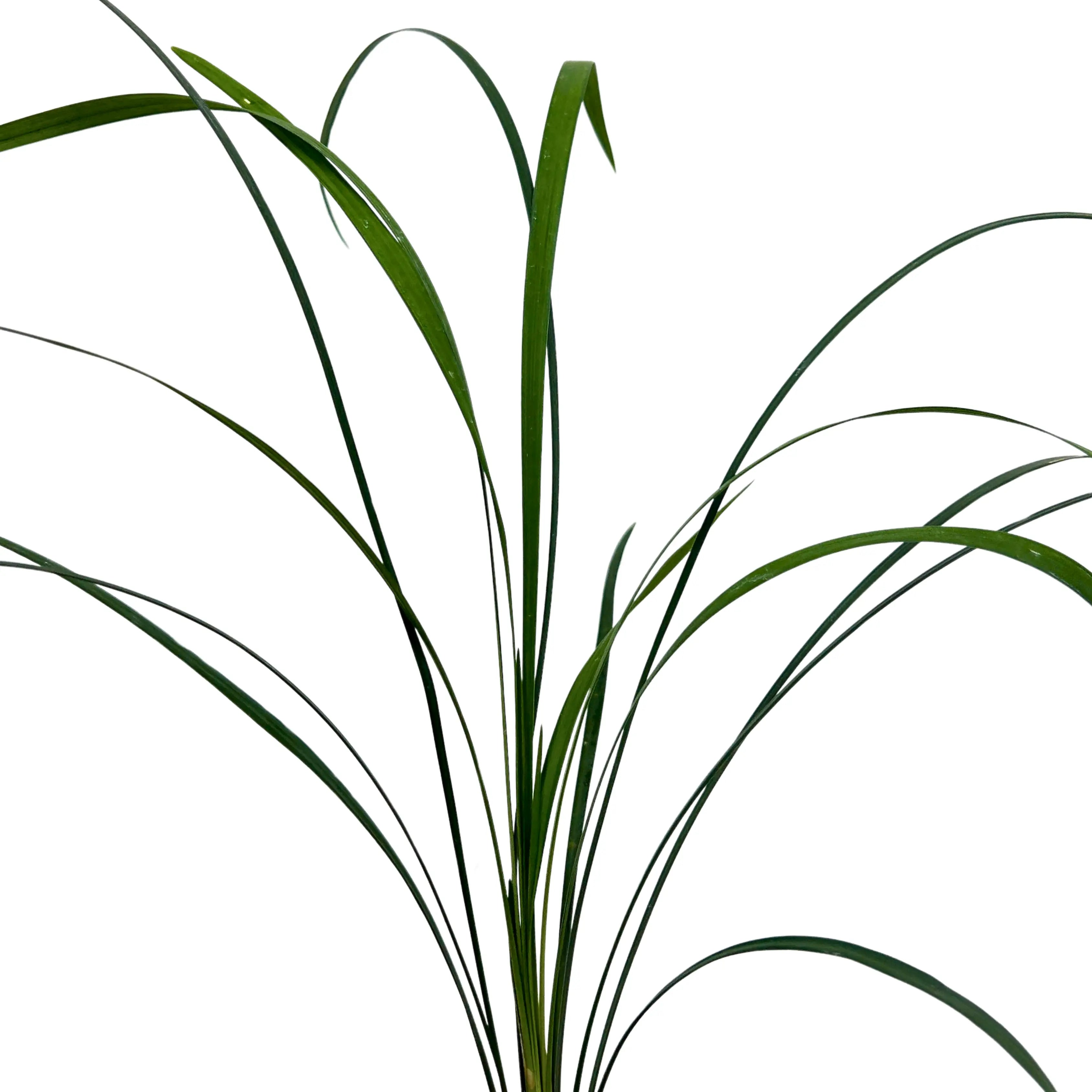 Bear Grass Green Bunch