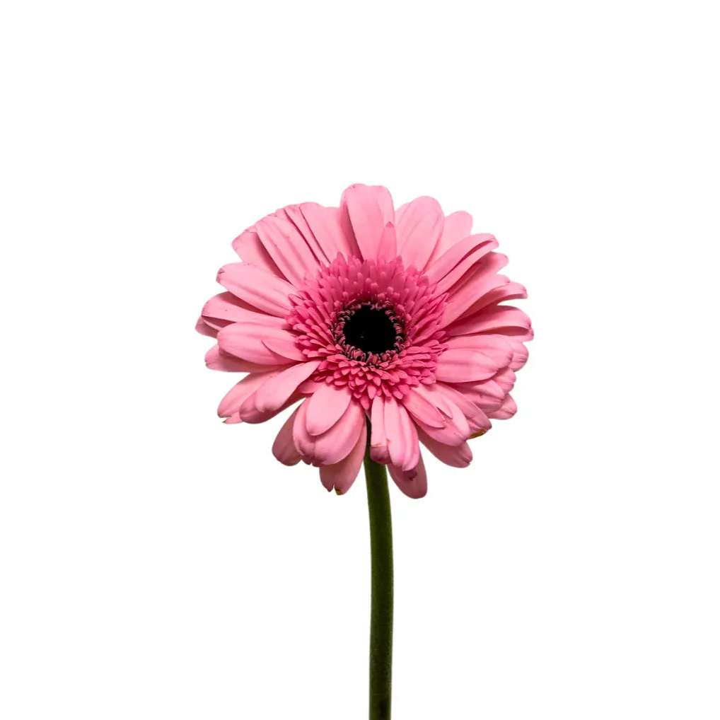 gerbera soft pink