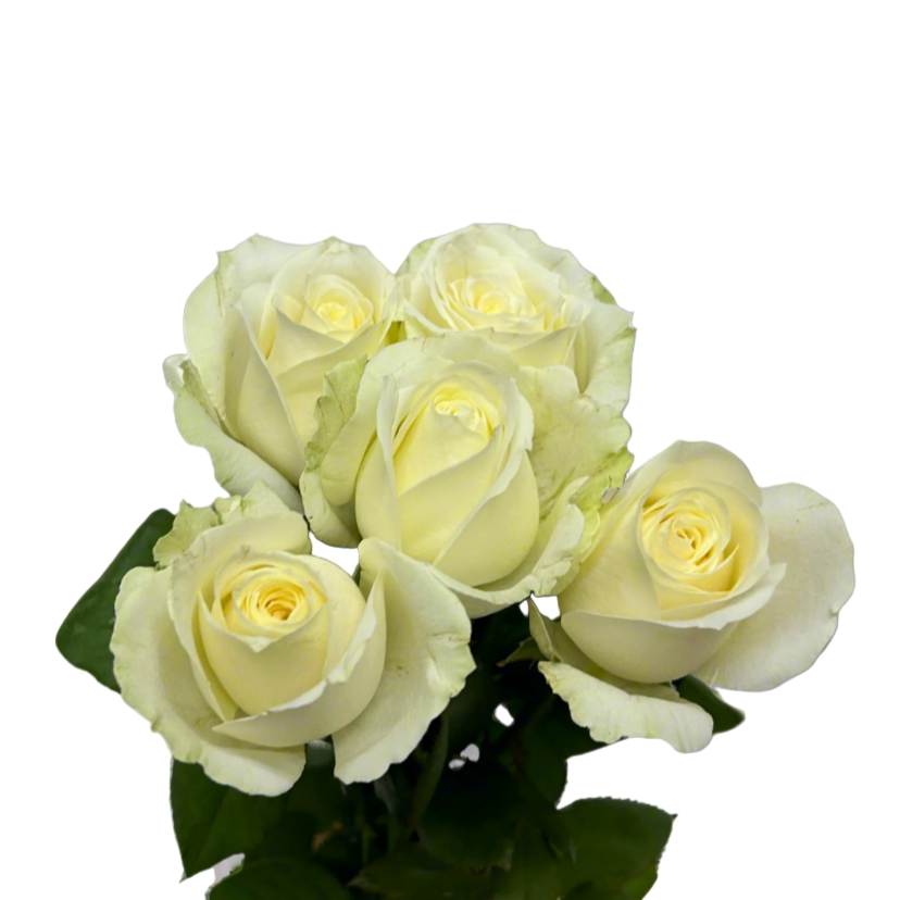 Buy Rose White Online Malaysia – Fresh Cut Flowers