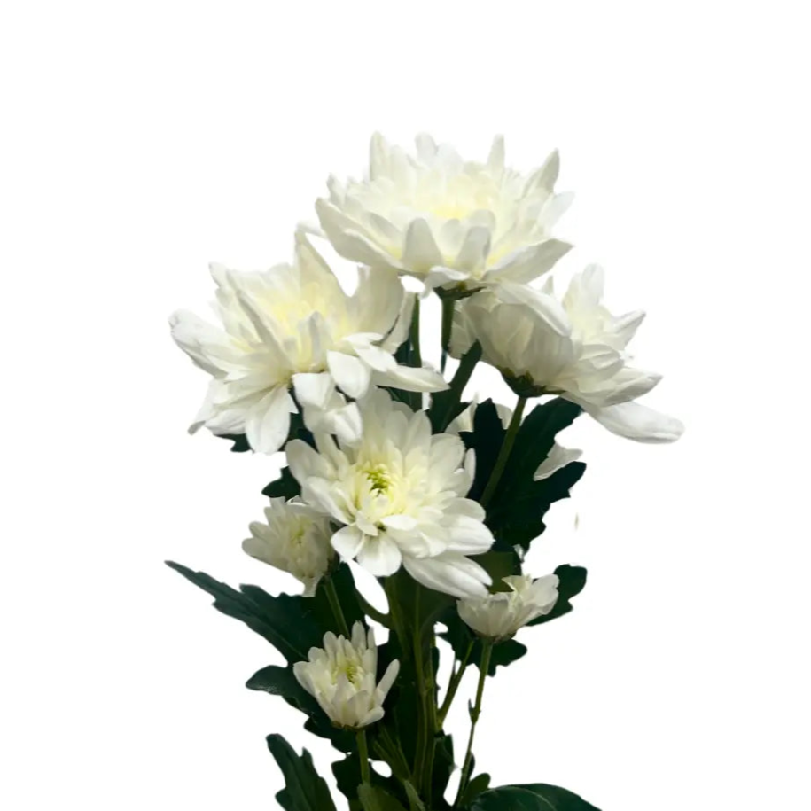 chrysanthemum pom pom white