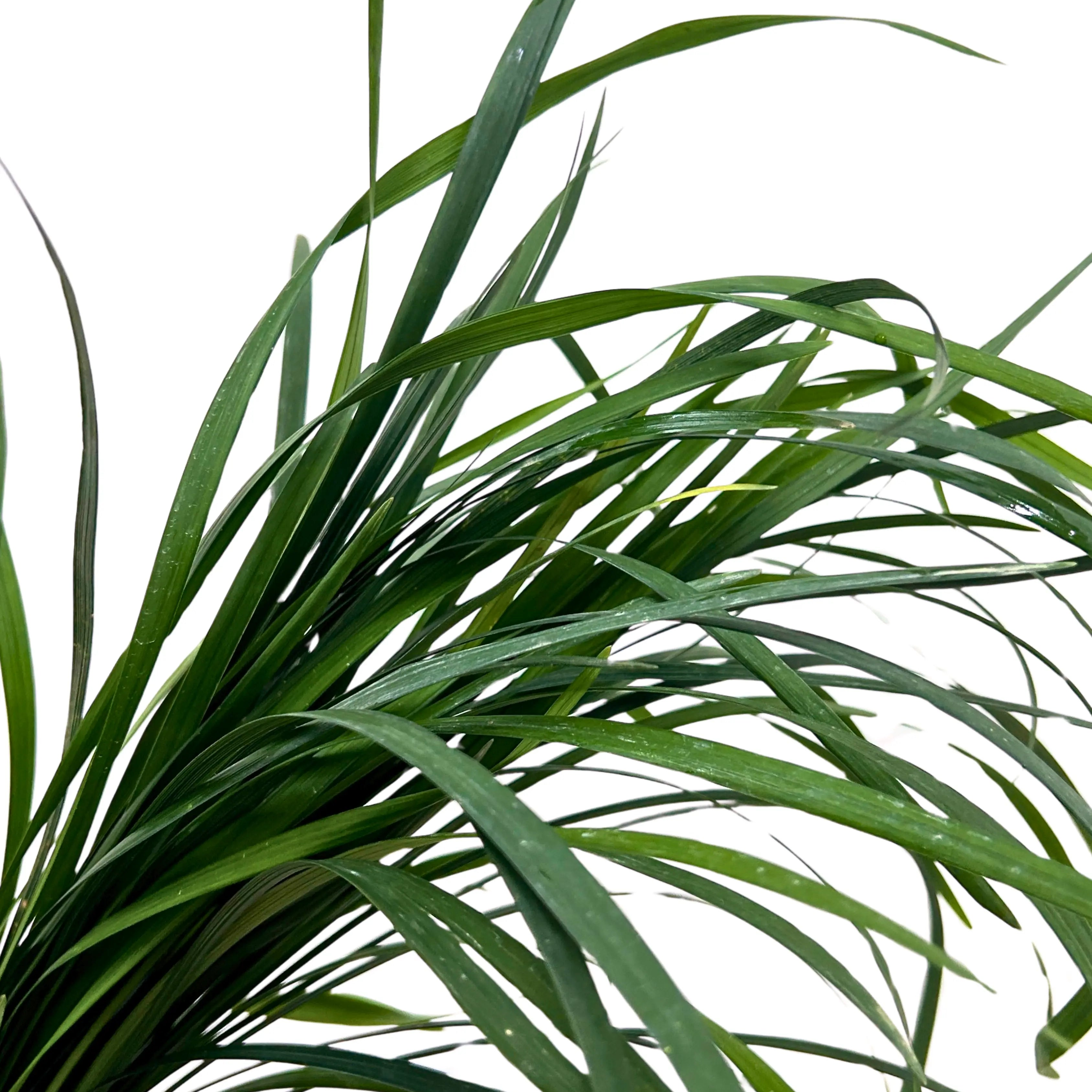 Bear Grass Green Bunch