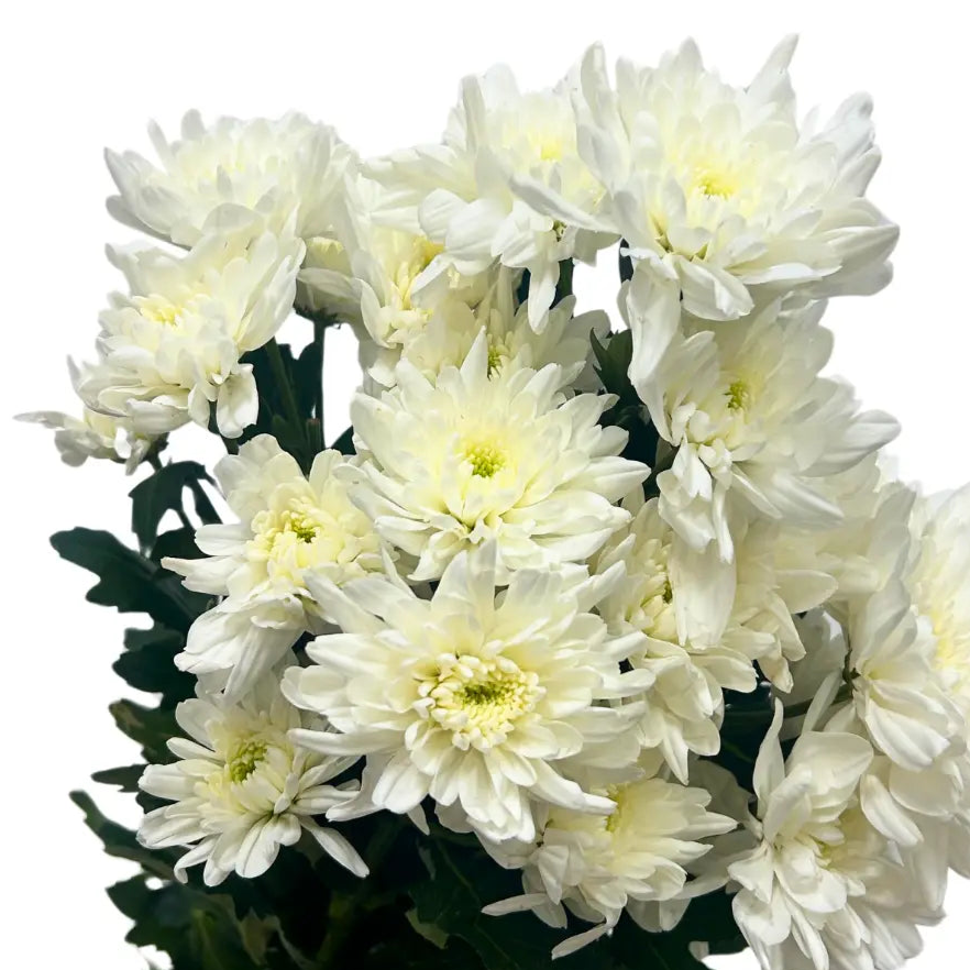 chrysanthemum pom pom white