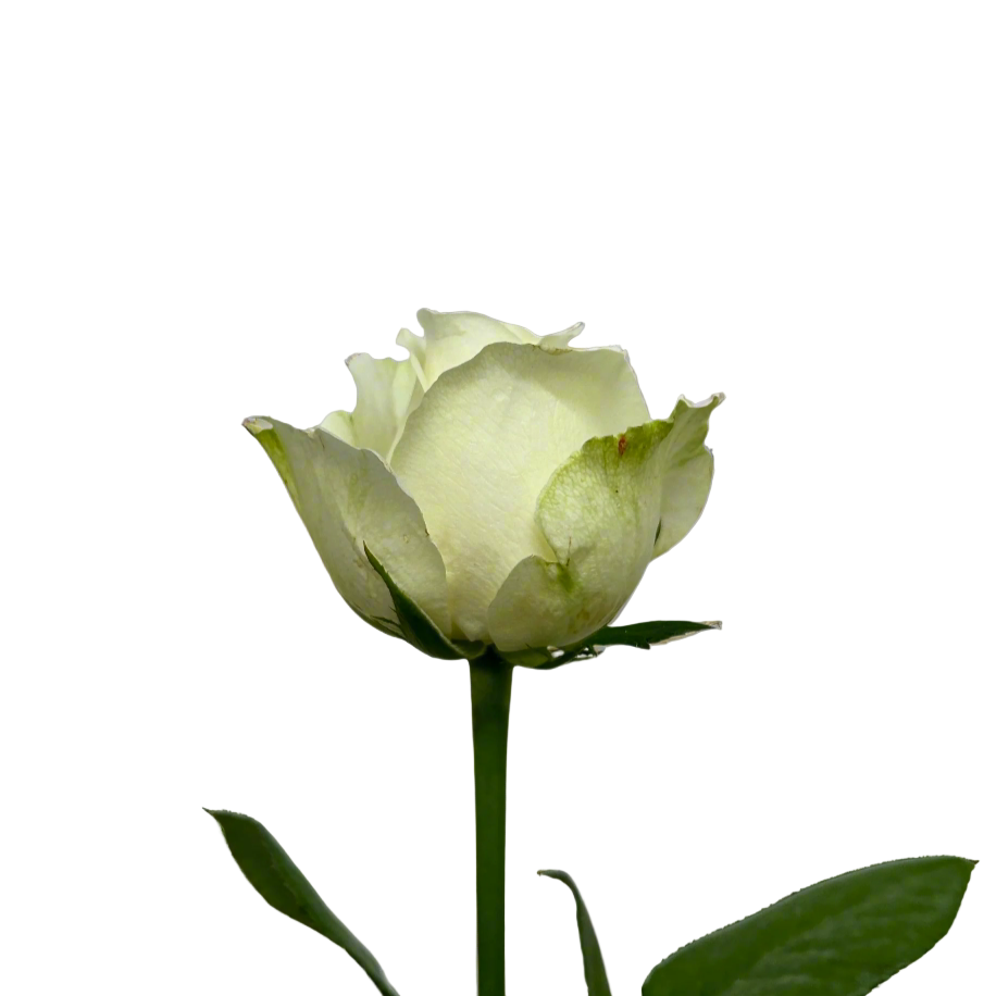 Rose White for Florists Malaysia – Wholesale Flower Supply