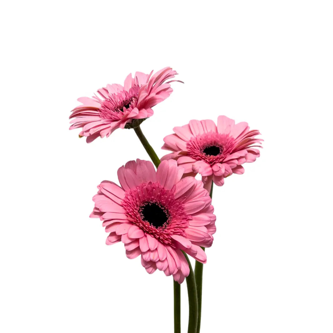 gerbera soft pink