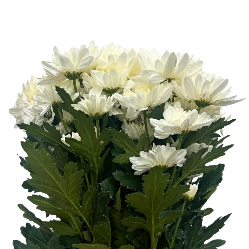 chrysanthemum pom pom white