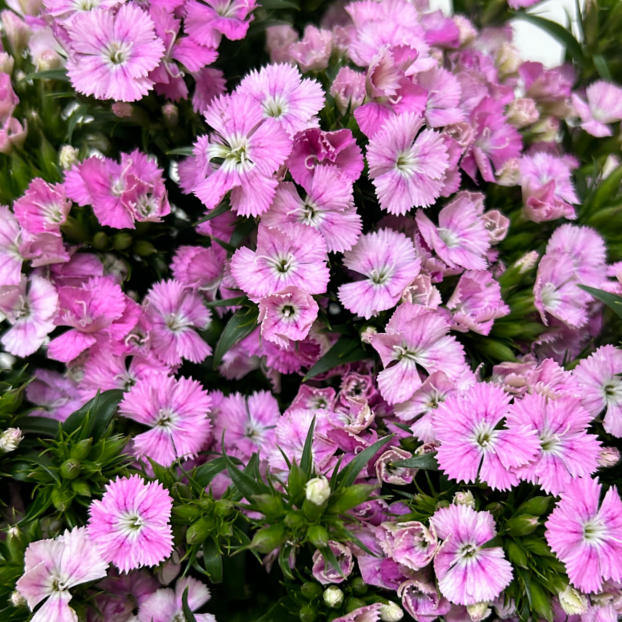 Barbatus Pink for Florists Malaysia – Wholesale Flower Supply