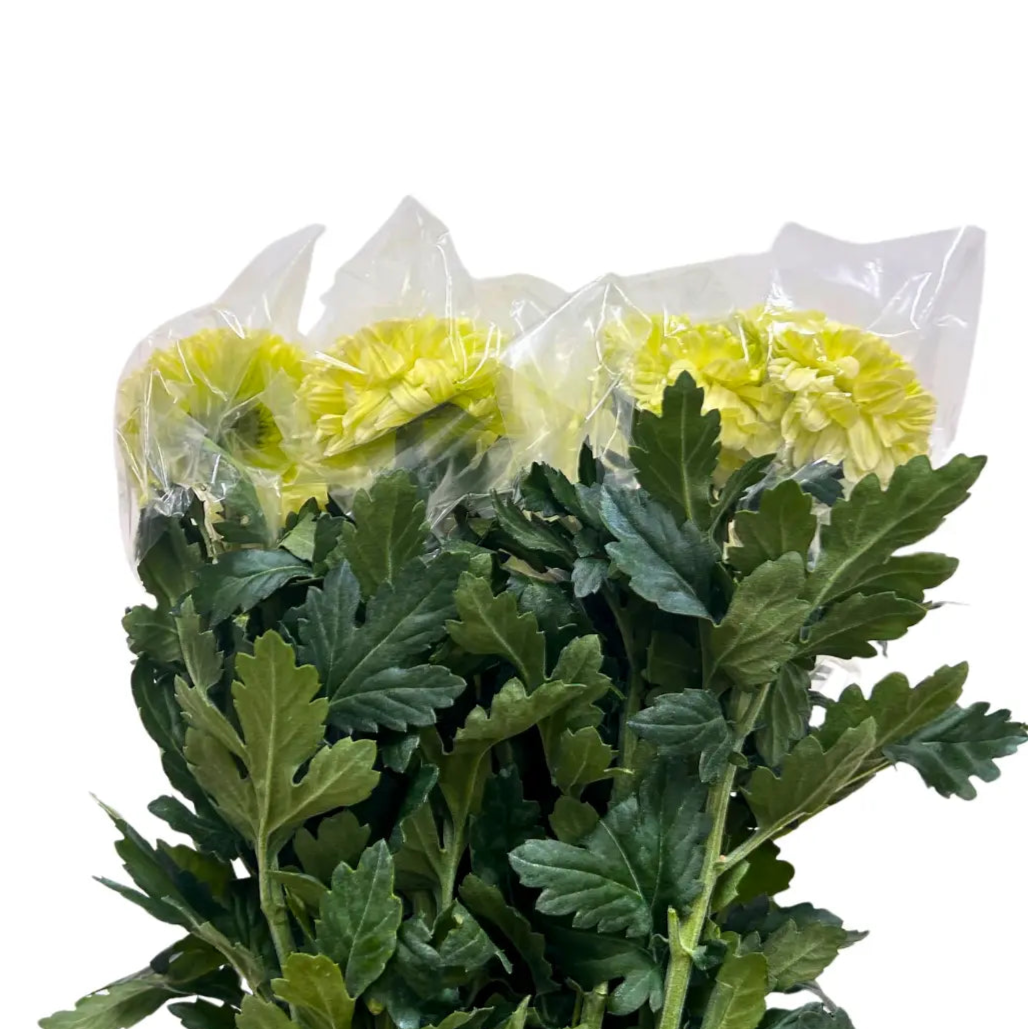 chrysanthemum ping pong lime green