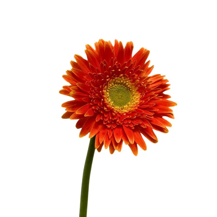 Gerbera Bright Orange 10 stems