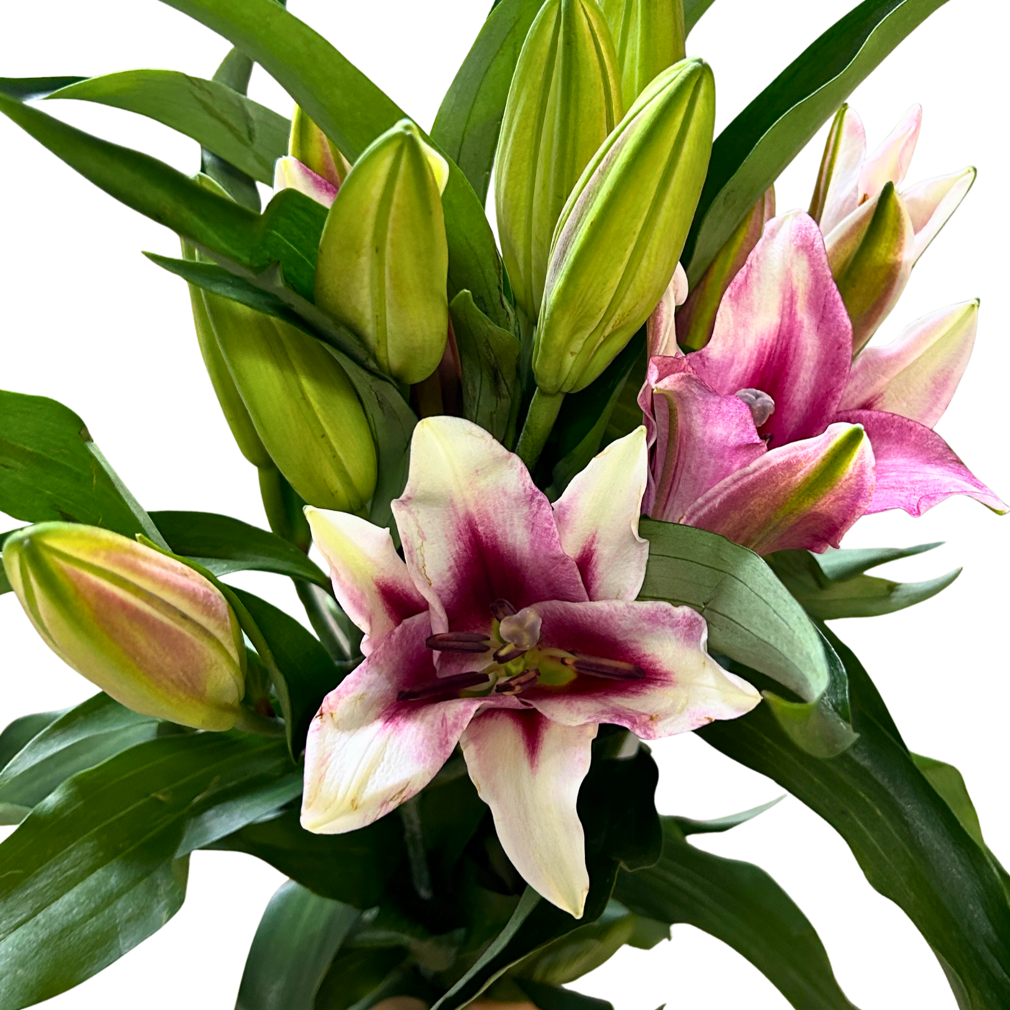 Fresh Lily Viviana (3) Malaysia – Wholesale & Delivery