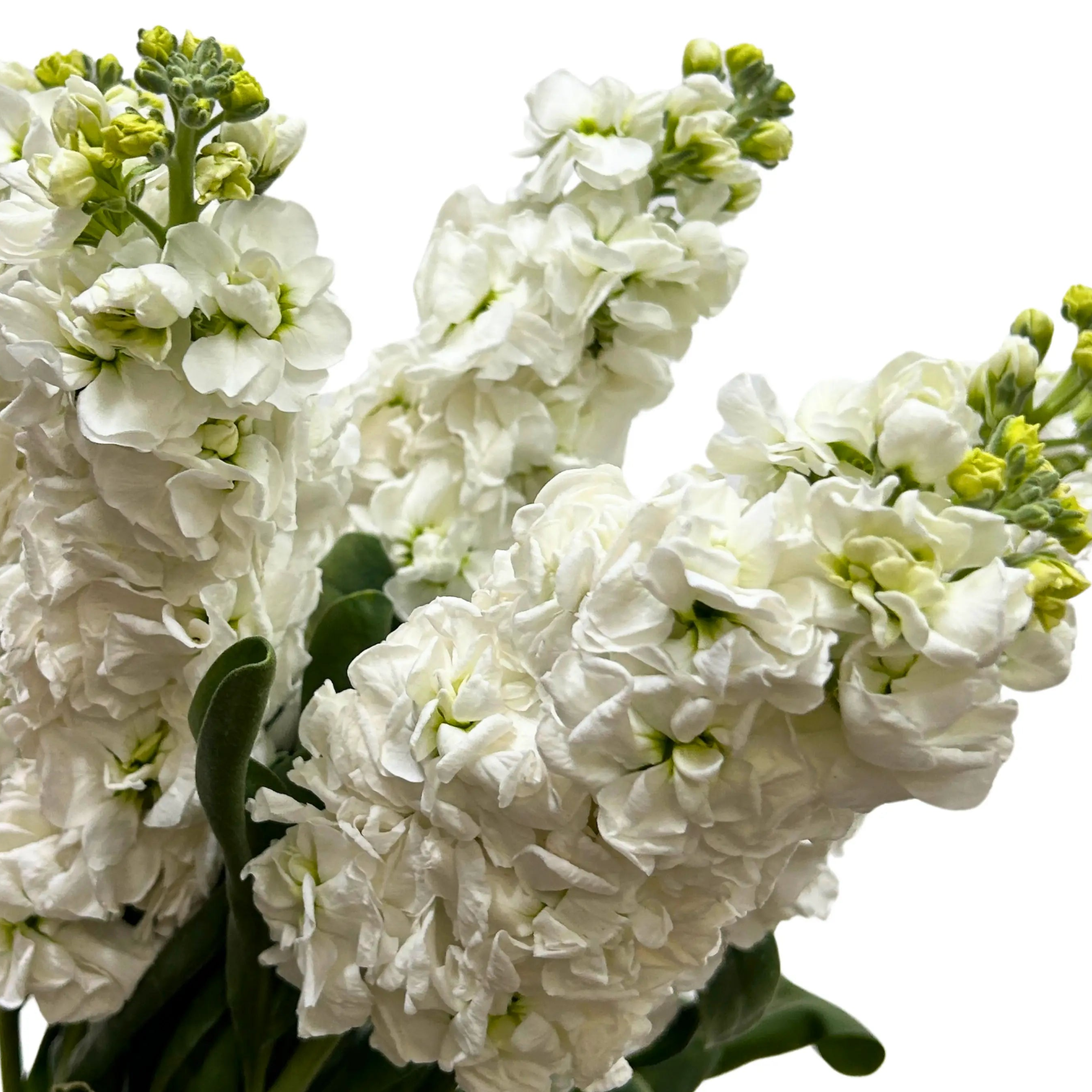Matthiola White 5 Stems