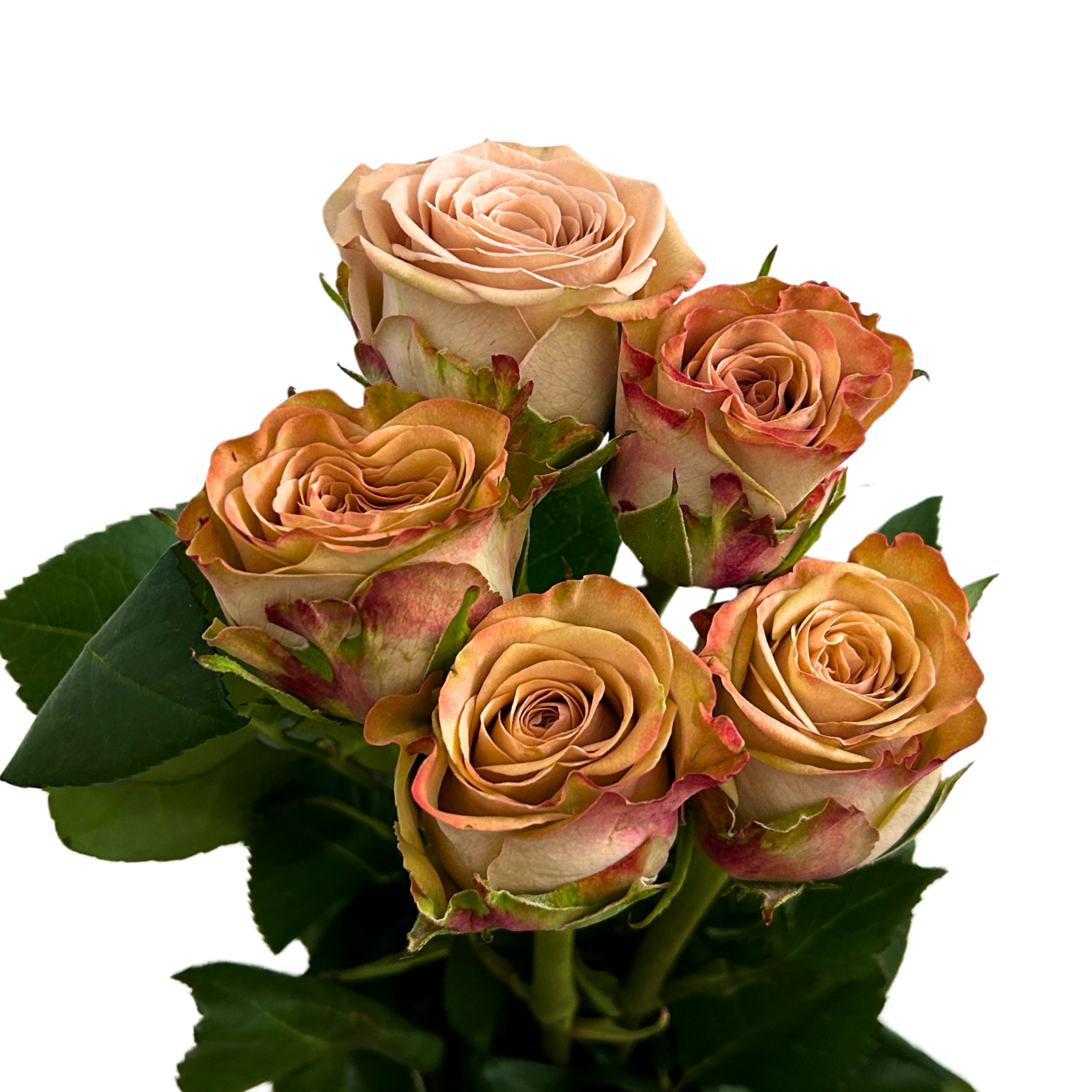 Fresh Rose Cappuccino Malaysia – Wholesale & Delivery