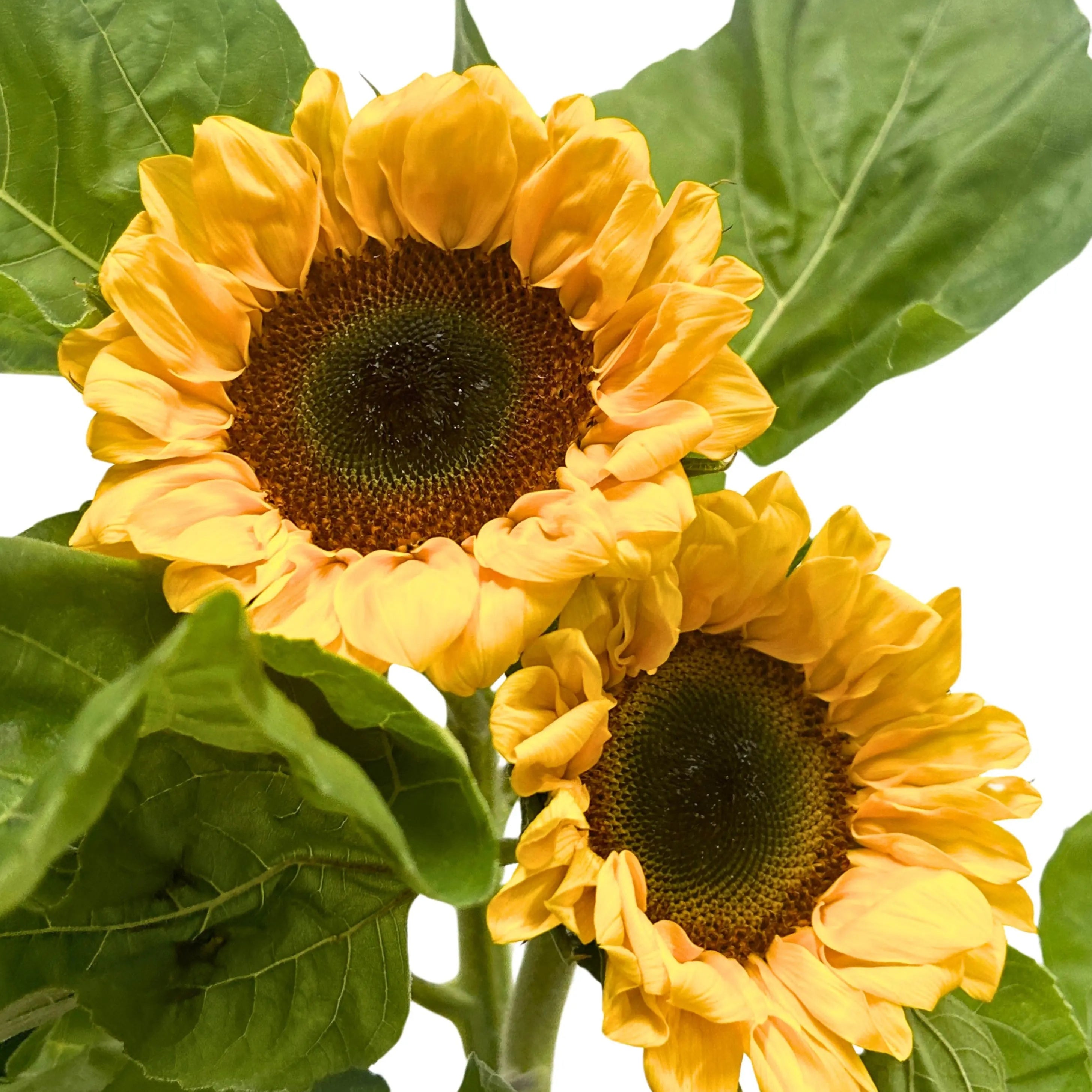 Sunflower 5 Stems