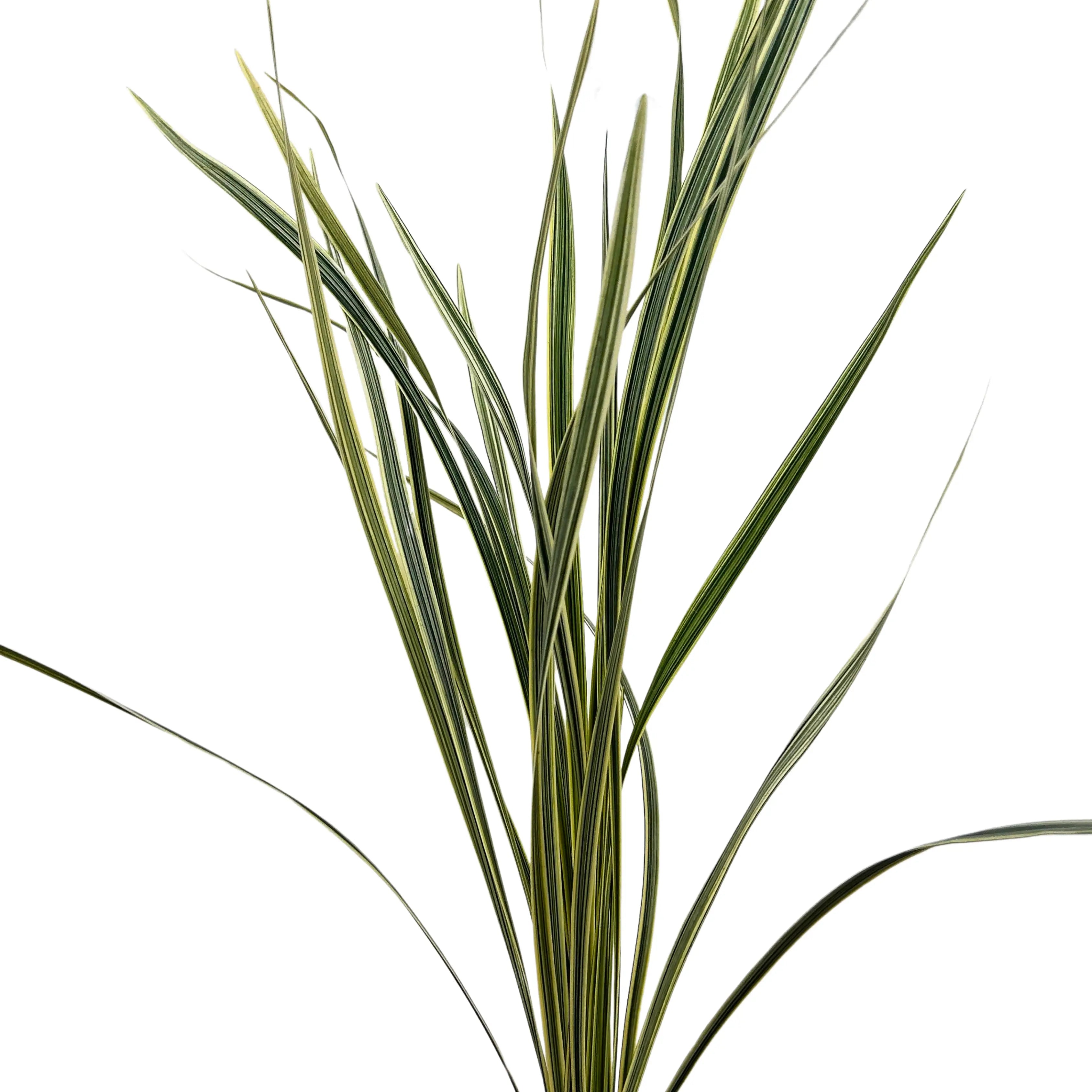 Bear Grass White Bunch