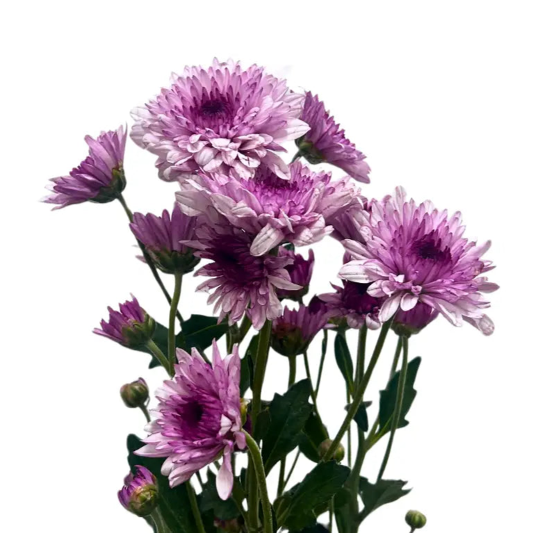 chrysanthemum pom pom pink