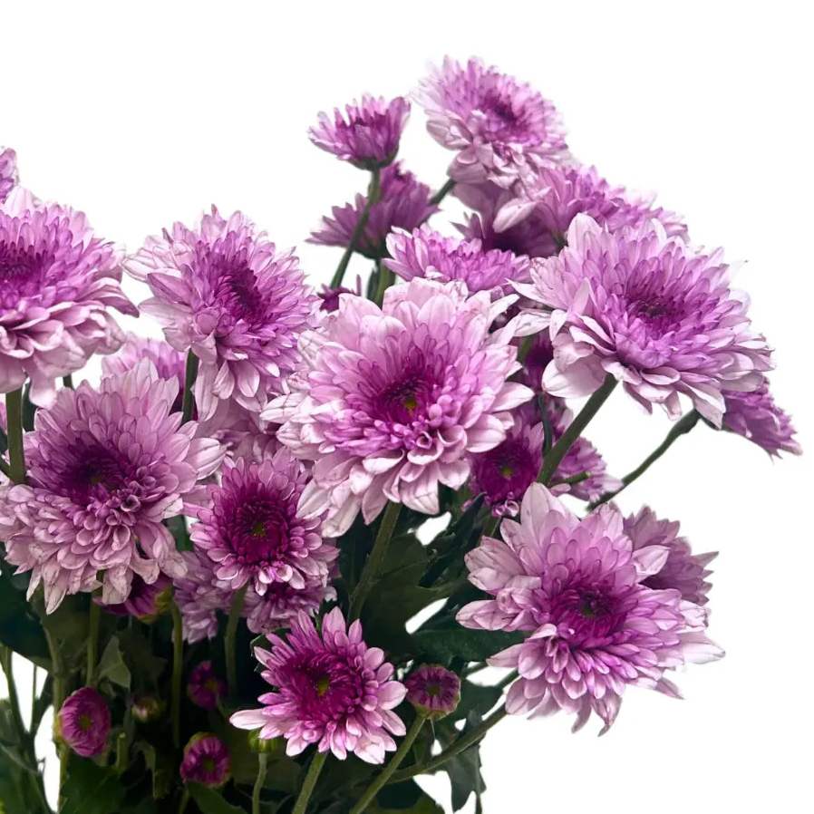 chrysanthemum pom pom pink
