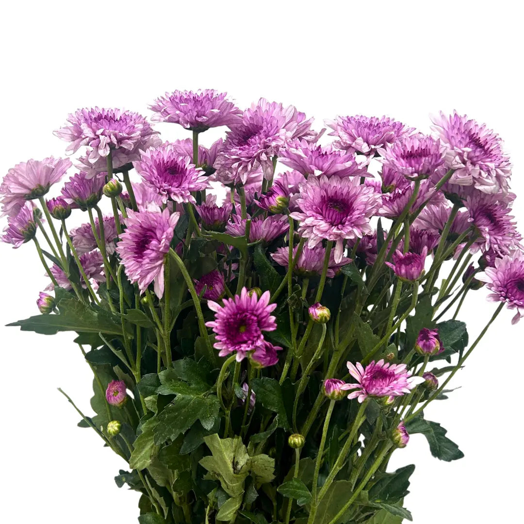 chrysanthemum pom pom pink