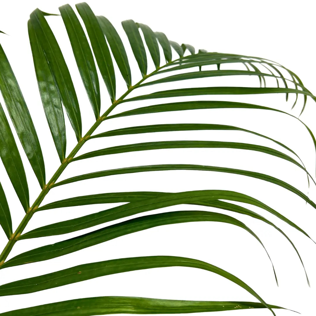 palm leaf