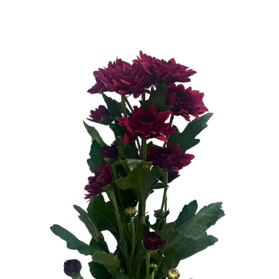 chrysanthemum pom pom red