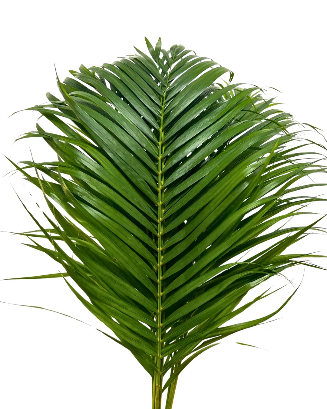 palm leaf