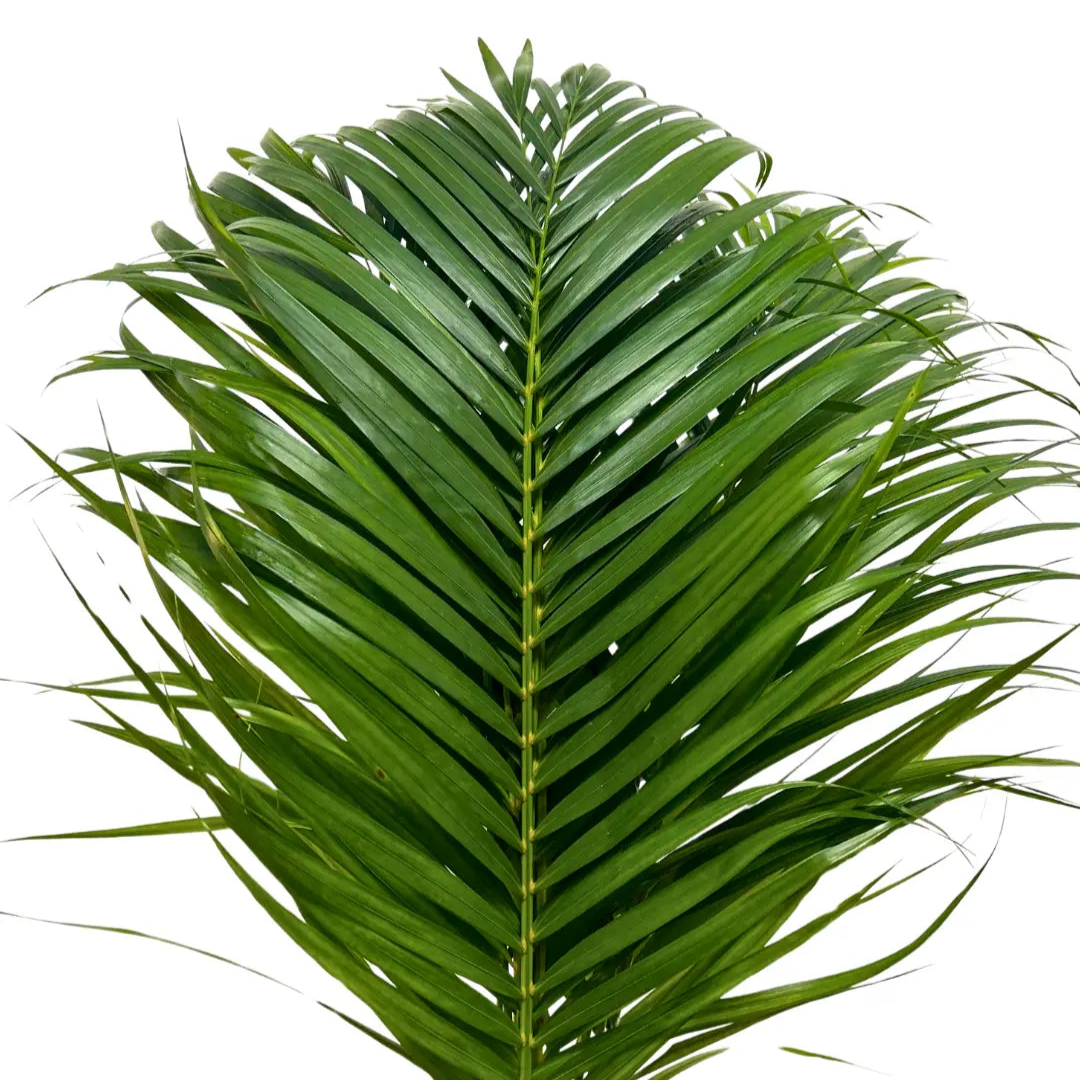 palm leaf