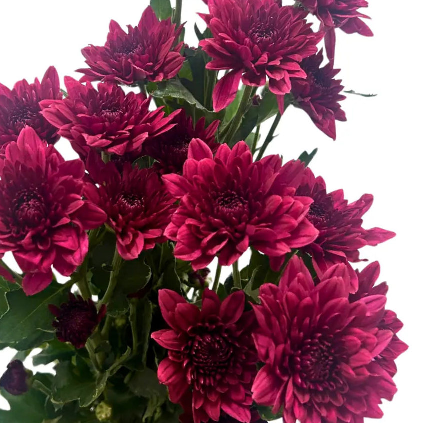 chrysanthemum pom pom red