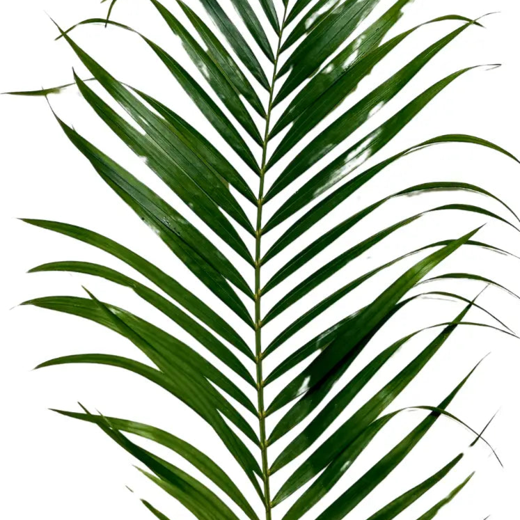 palm leaf