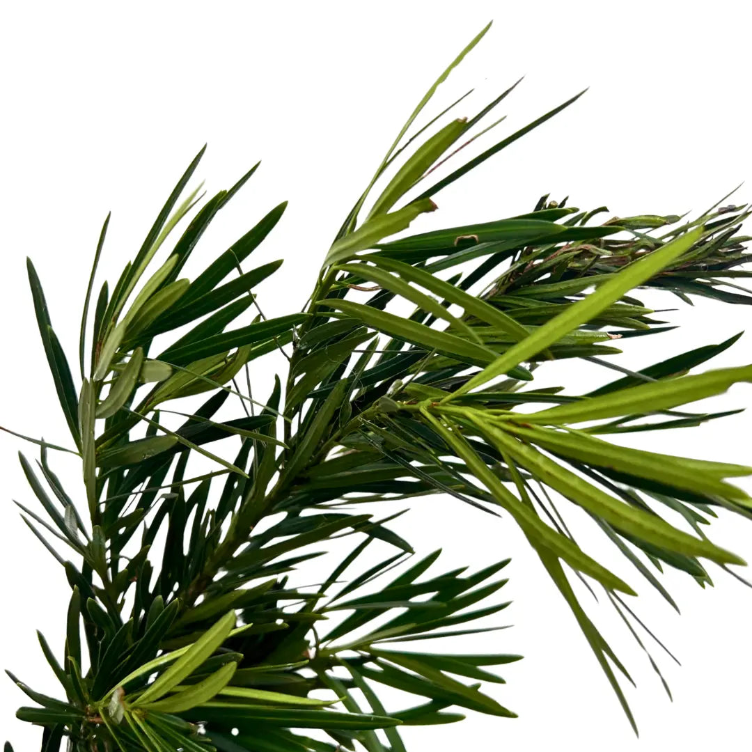 carnation leaf pod song leaf