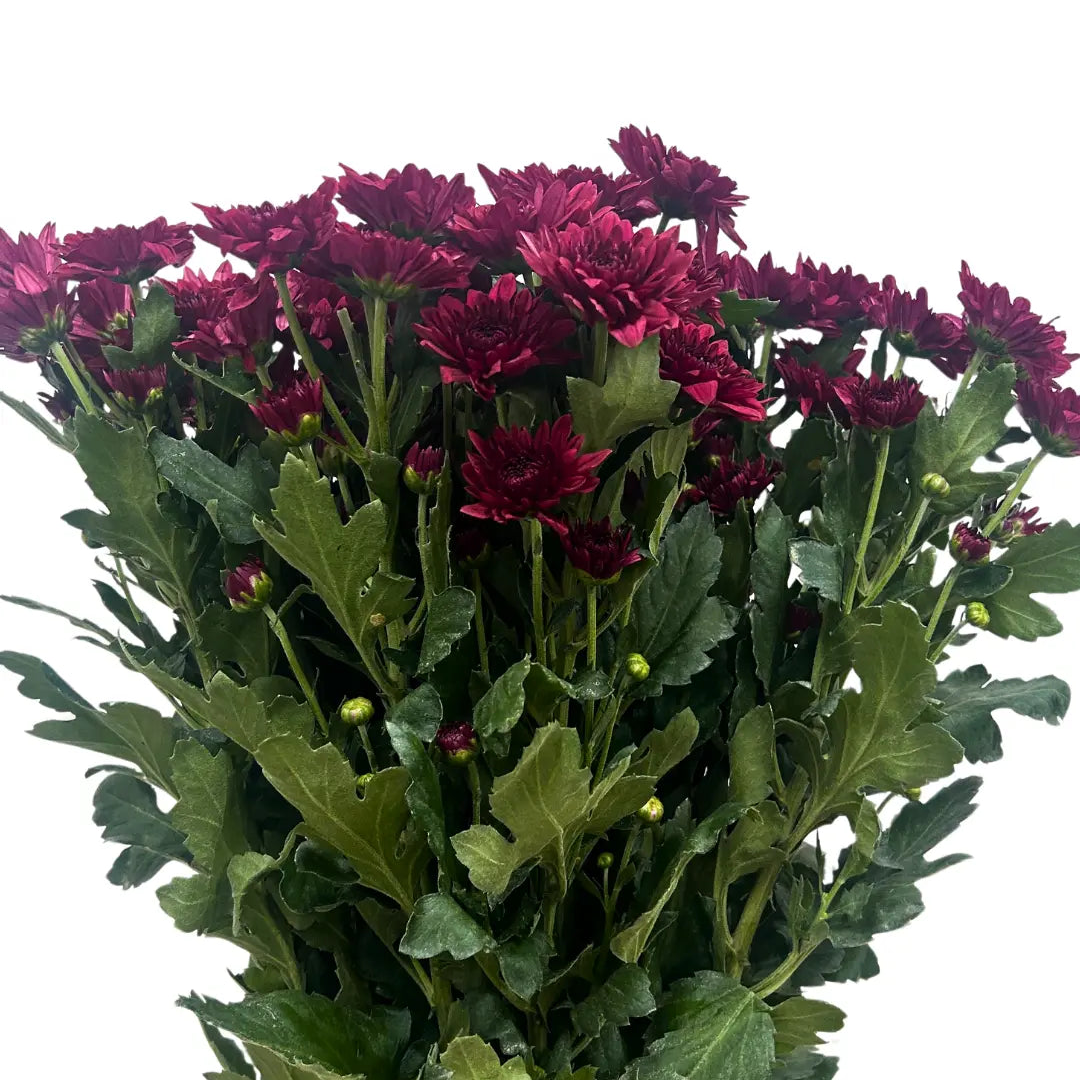 chrysanthemum pom pom red