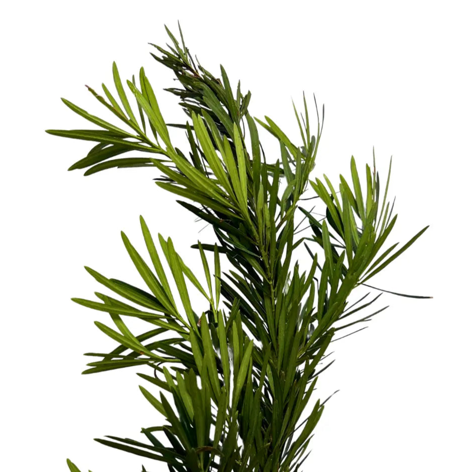 carnation leaf pod song leaf