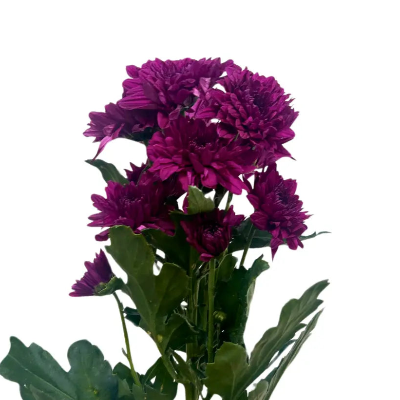 chrysanthemum pom pom purple