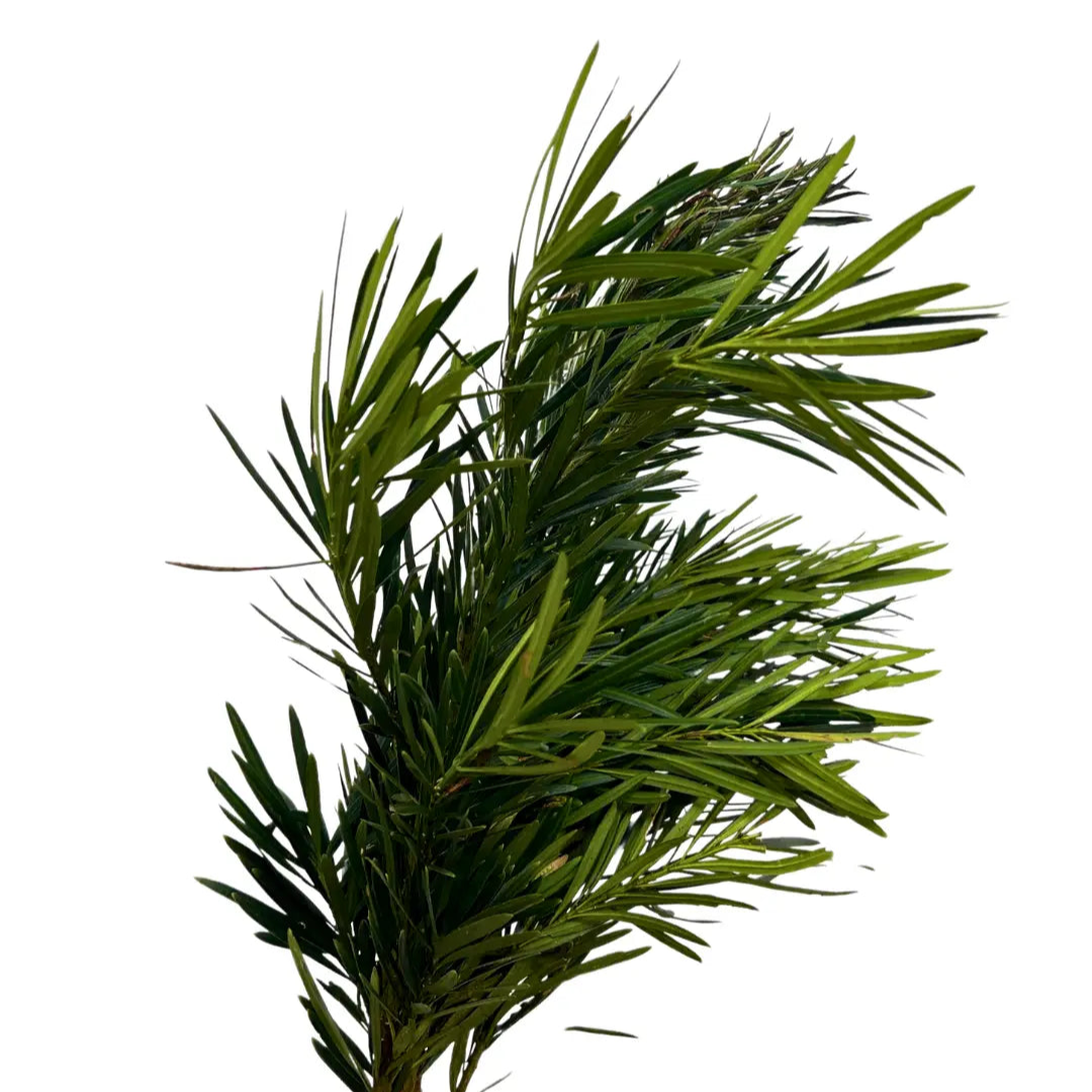 carnation leaf pod song leaf