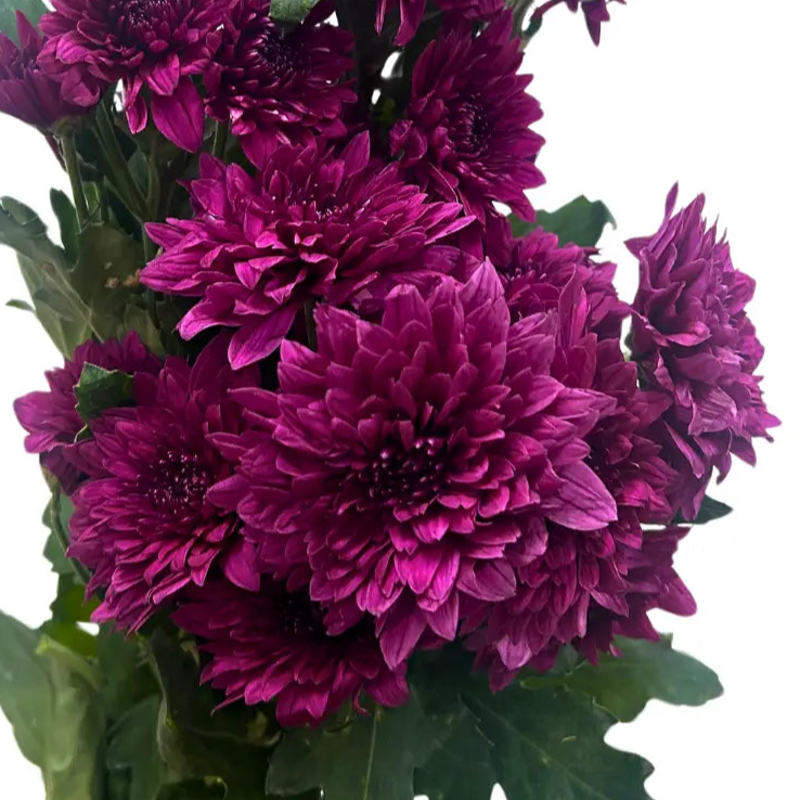 chrysanthemum pom pom purple