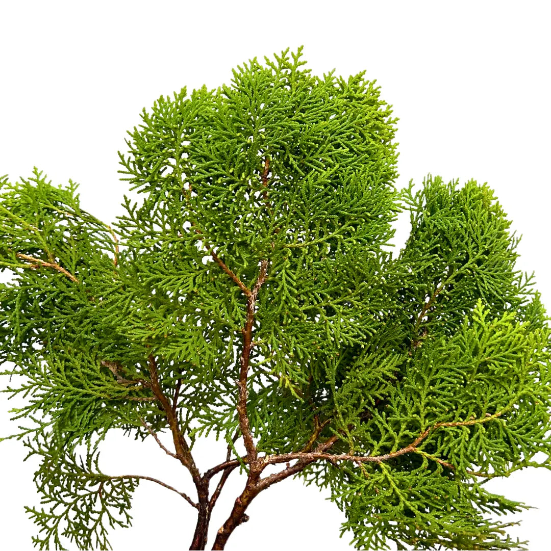 pak yip christmas leaf