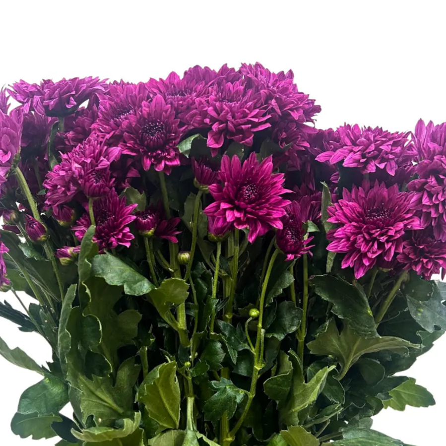 chrysanthemum pom pom purple