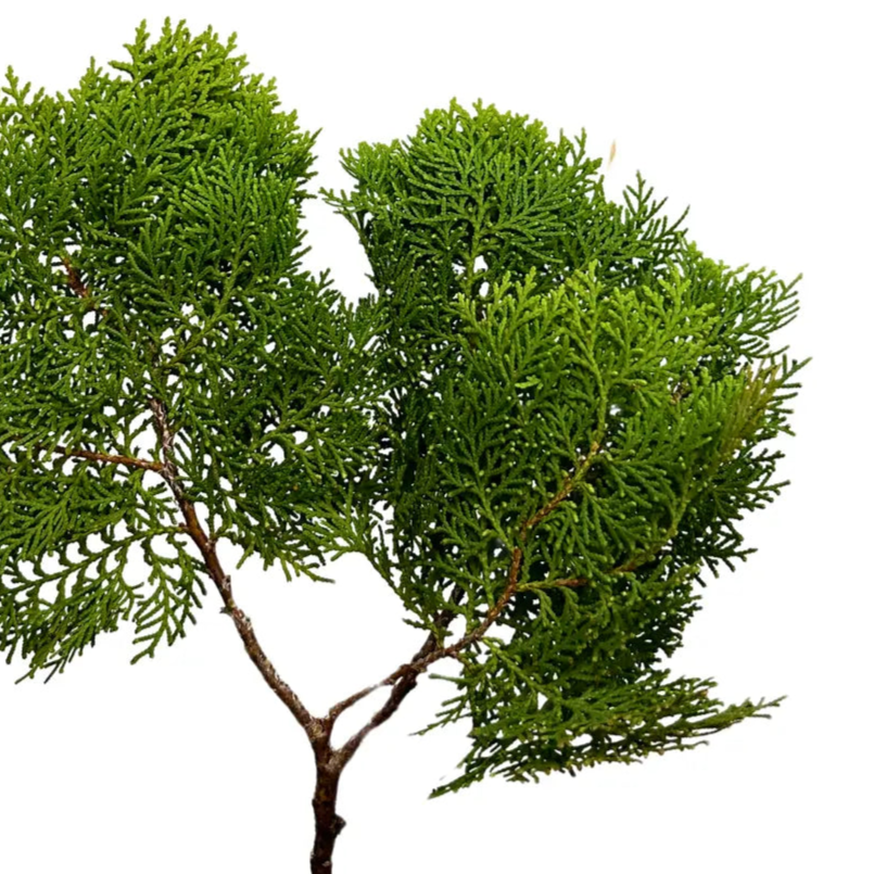 pak yip christmas leaf