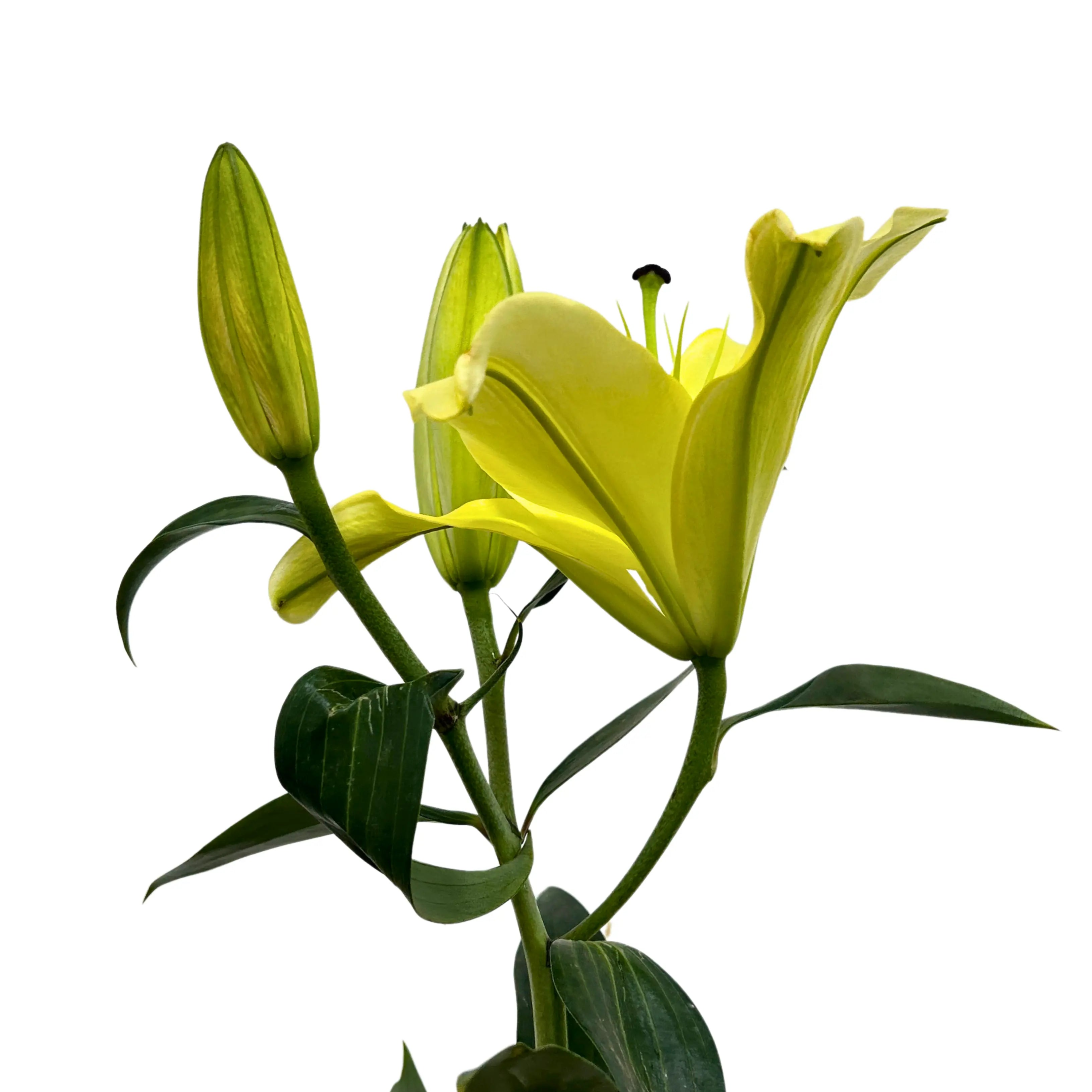 Lily Manissa (3) 5 Stems