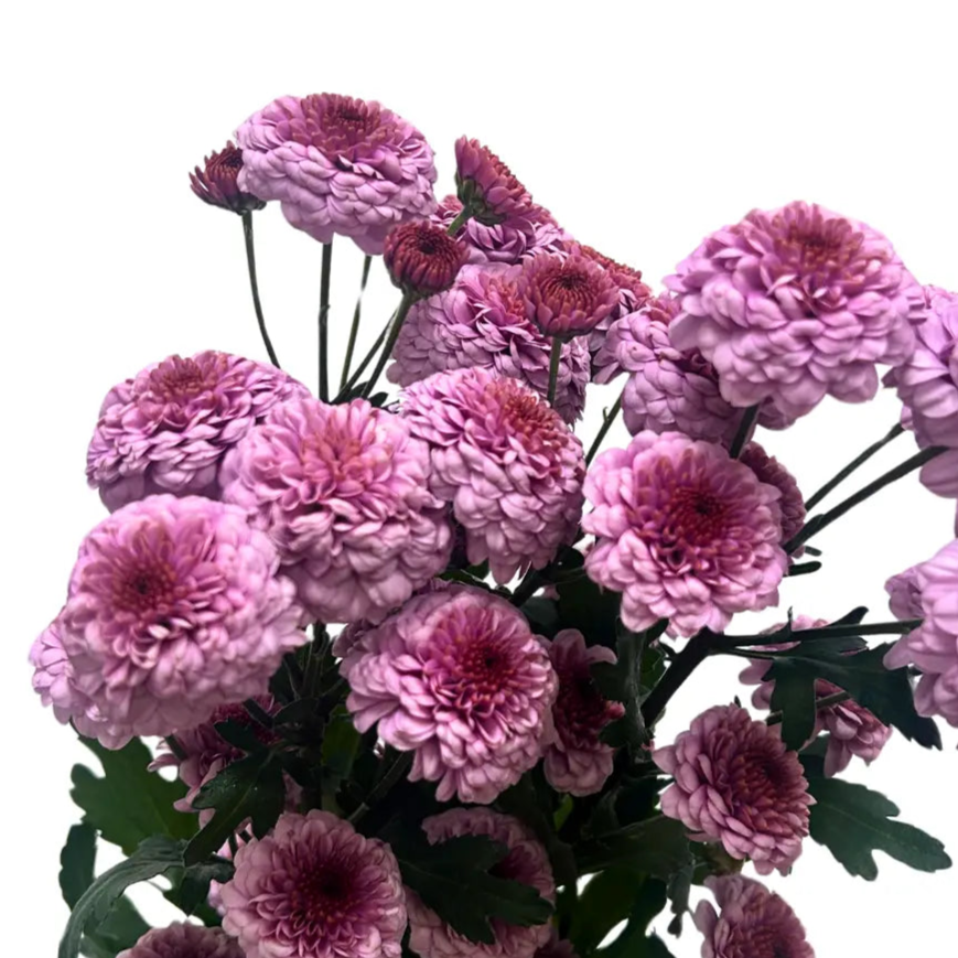 chrysanthemum pom pom button pink