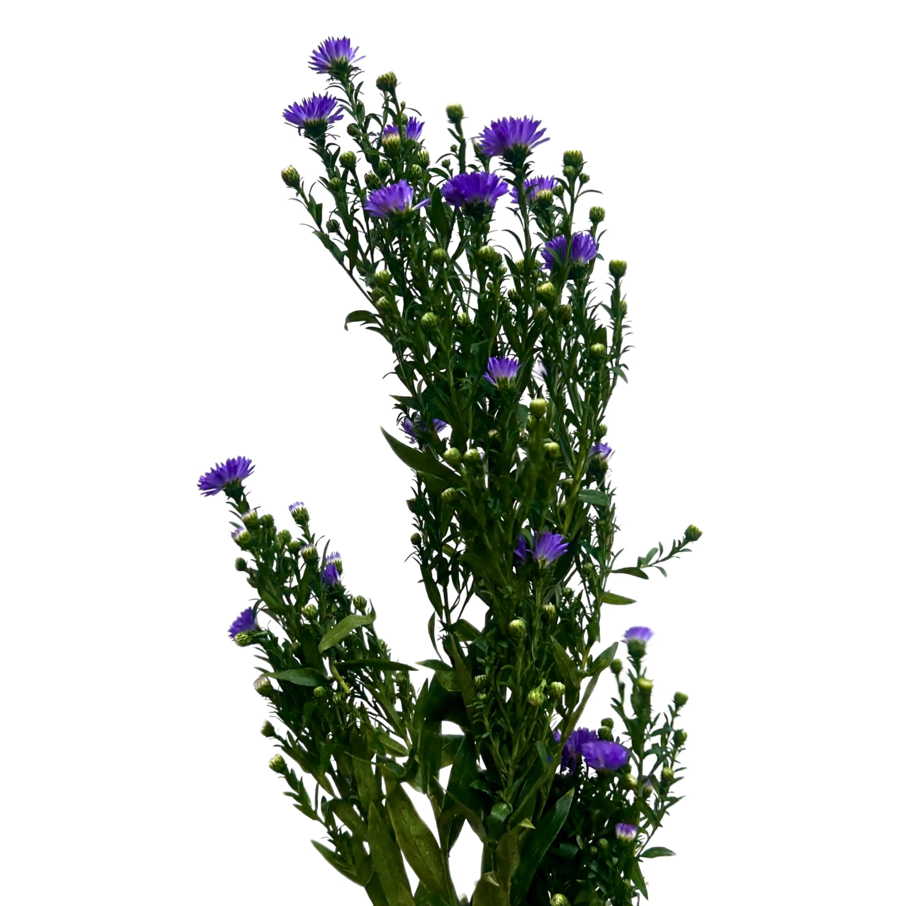 Peacock Light Purple Bunch