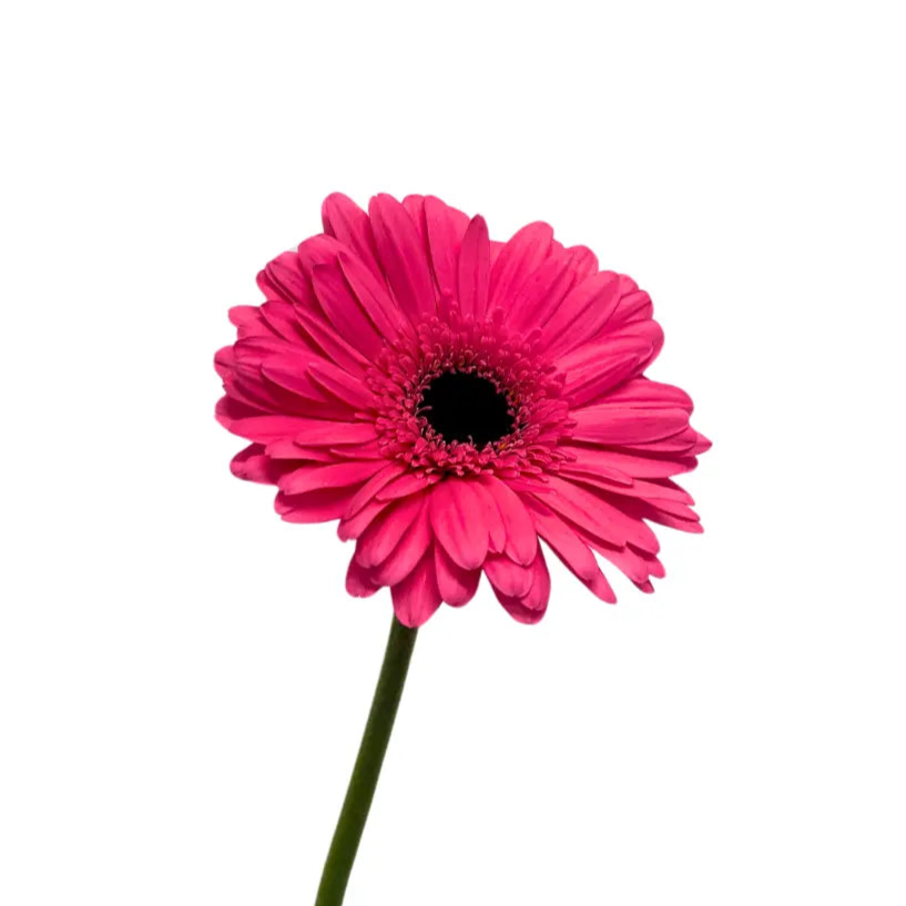 gerbera shocking pink