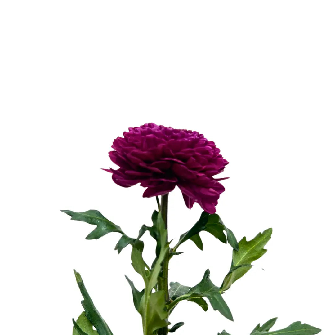 chrysanthemum ping pong purple