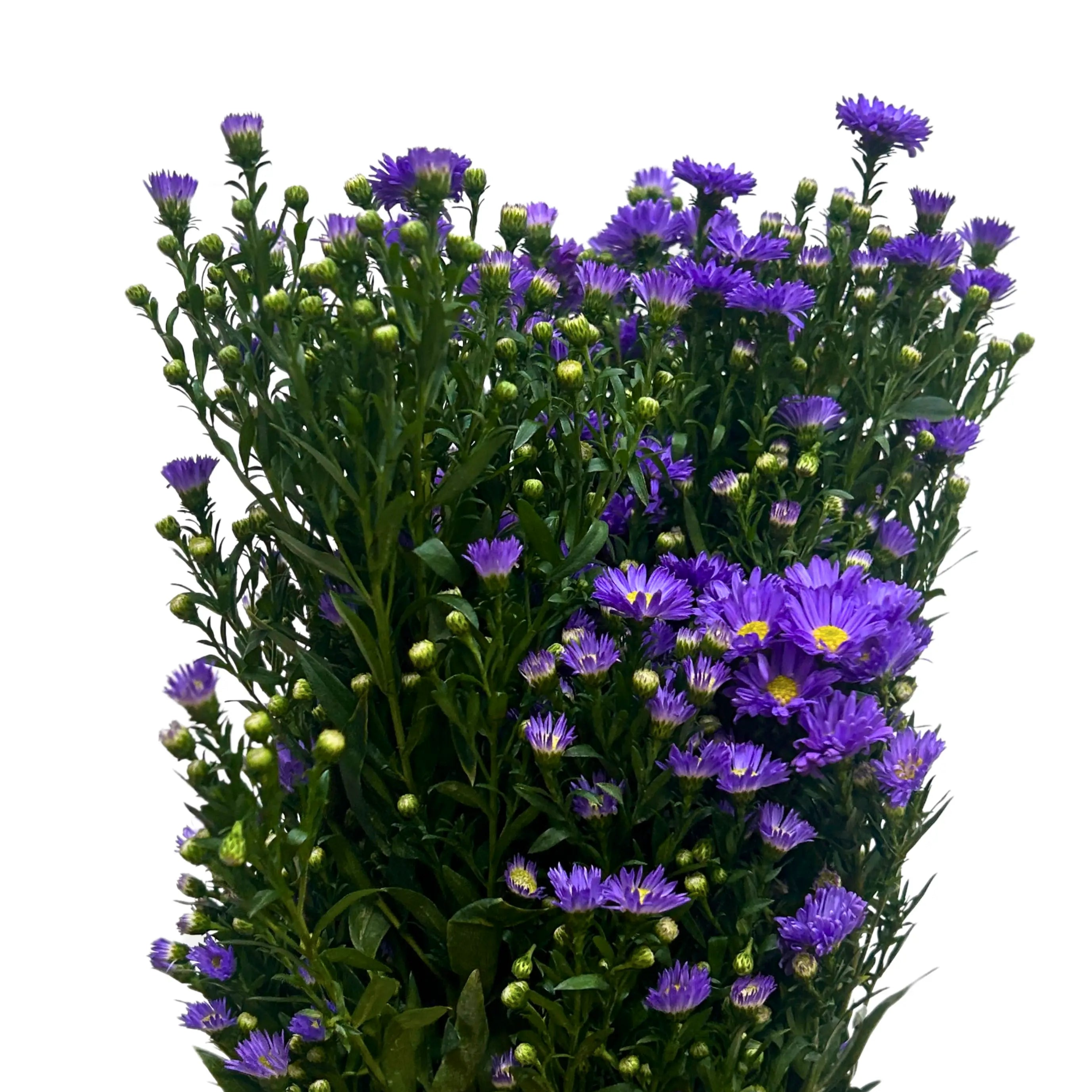 Peacock Light Purple Bunch