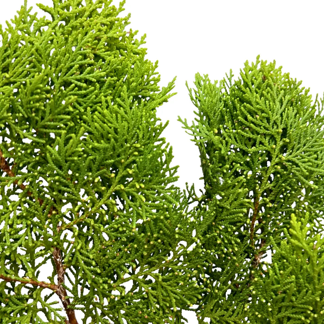 pak yip christmas leaf