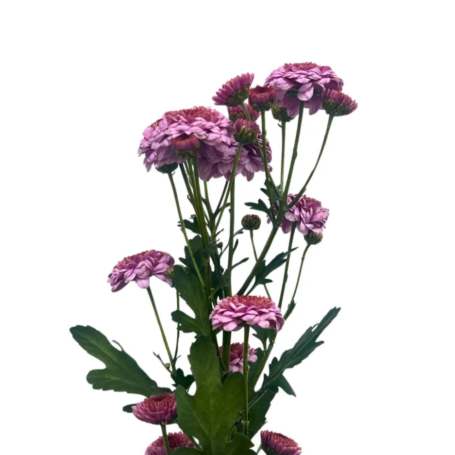 chrysanthemum pom pom button pink