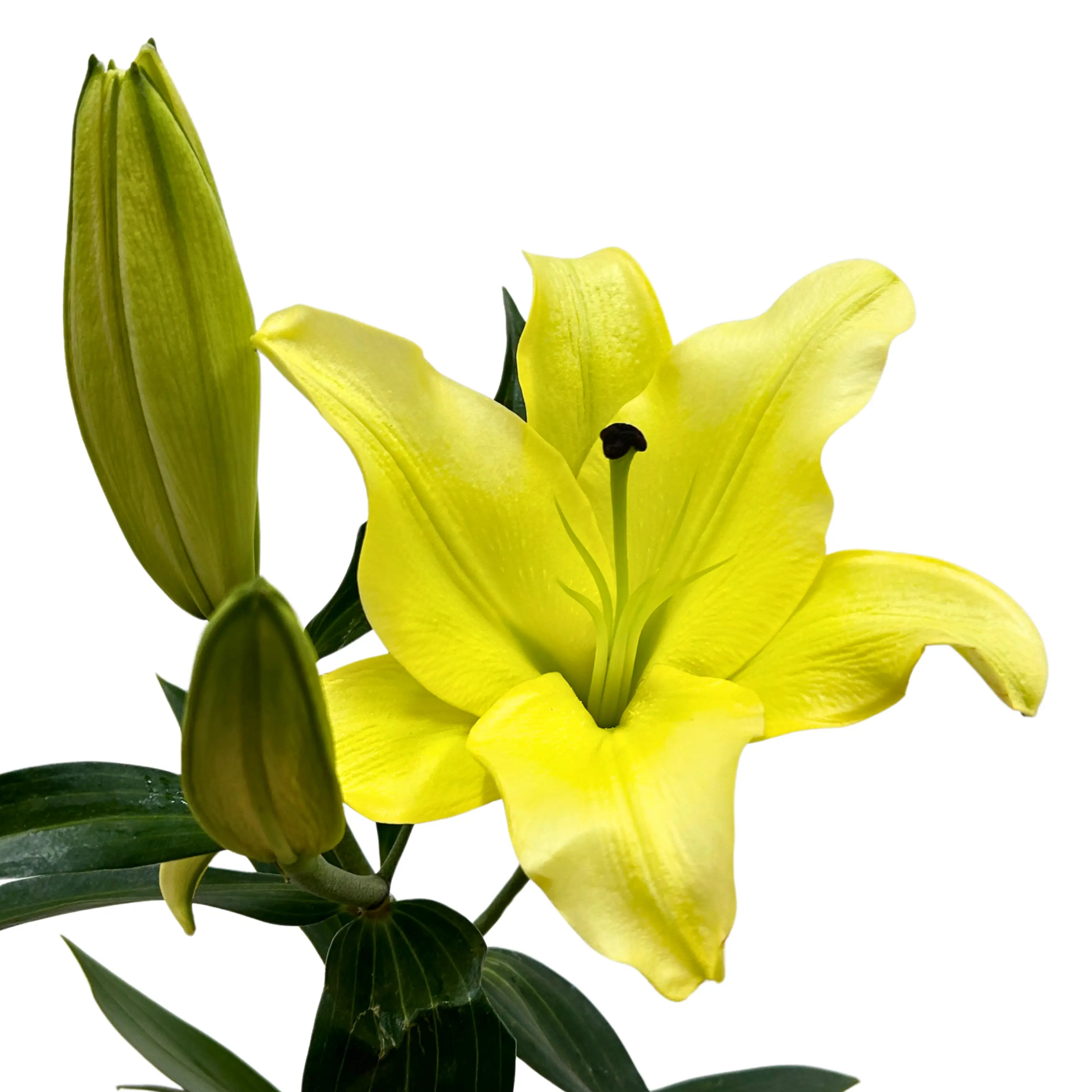 Lily Manissa (3) 5 Stems