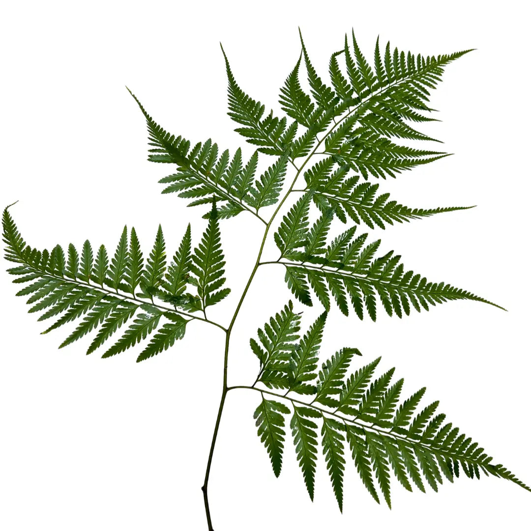 paku leaf